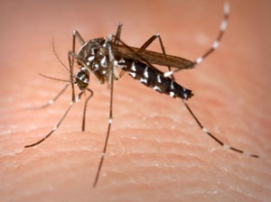 dengue  